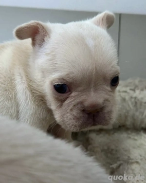 Französische Bulldogge