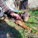 Beeindruckender  Arnold - ist richtig sensibel und sehr lieb