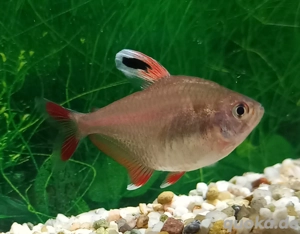 Weißflossen- Schmucksalmler