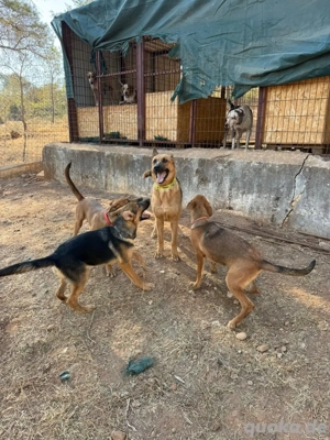 Schöferhunde suchen Pflegestelle