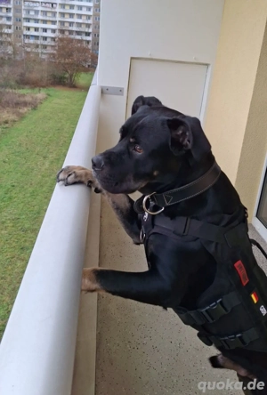 Rottweiler Mix  abzugeben leider ist der Herrchen verstorben 