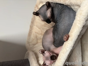 Zwei zuckersüße Sphynx-Babys suchen ein liebevolles Zuhause 