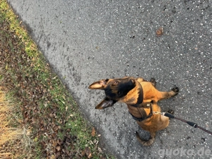 6 Monate Alter Malinois abzugeben 
