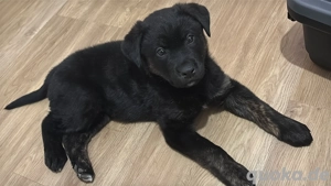 Labrador Mischling Welpe 