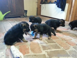 Verkaufe deutsche Schäferhund Welpen