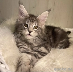 Süße Maine-Coon-Kätzchen suchen ein gutes Zuhause zur Adoption.