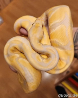 Tausch möglich 1.0 Königspython Candino Gravel het Clown