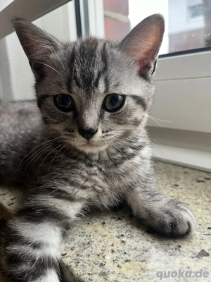 Kitten 12 Wochen 