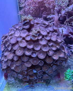 meerwasser groß korallen 