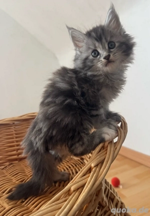 Maine Coon Kitten