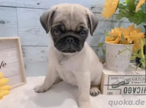 entzückende süße Mopsdame