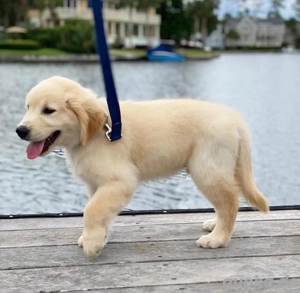 Golden-Retriever-Welpen suchen ein neues Zuhause