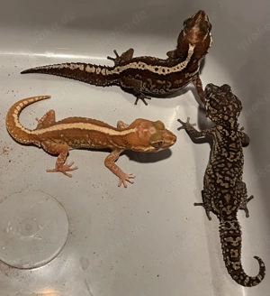 Madagaskar Großkopfgeckos abzugeben 