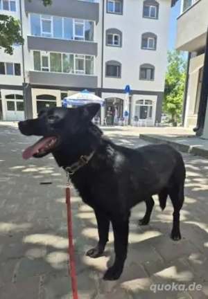Freundlicher Franjo - offen und liebenswert Bild 10