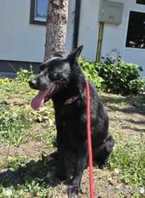 Freundlicher Franjo - offen und liebenswert Bild 6