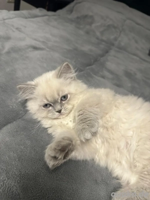 Wunderschönes Perser-Siam-Mix Kätzchen zu verkaufen 