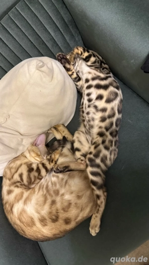 Reinrassige Männliche Bengal Kitten