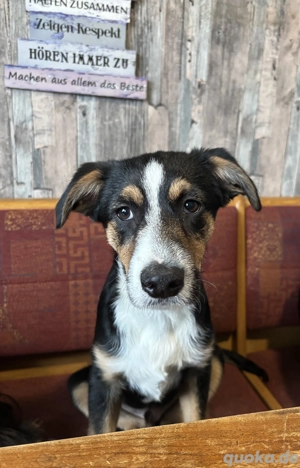 Lieber kleiner Rüde 