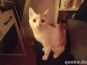 Kater sucht ein neues Zuhause 
