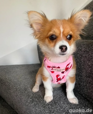 Darf ich vorstellen: Taco   ein liebevoller Pomchi-Welpe auf der Suche nach einem Für-immer-Zuhause