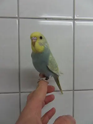 Nestjunge handzahme Wellensittiche