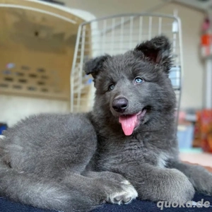 Welpen der Rasse Blue Bay Shepherd 