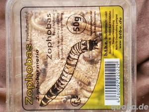 Zophobas Futtermittel 50g