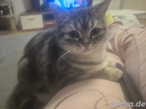 9 Monate alte  kitten kind 