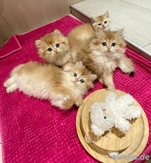 Britisch Langhaar Kitten