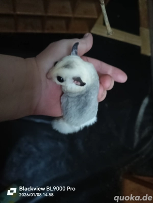 Handzahmes Sugar Glider Männchen 