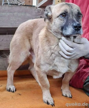 Michel   sanfter, freundlicher Rüde mit großem Herz