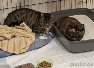 Schildplatt Katze und Getigerter Kater beide Kastriert