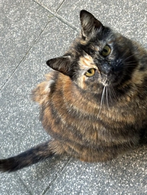 Schildplatt Katze europäisch Kurzhaar Kastriert