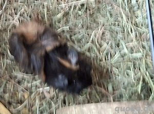 Meerschweinchen abzugeben 