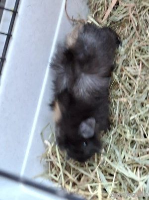 Meerschweinchen abzugeben 