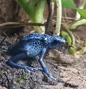 Dendrobates t. azureus  Zuchtpaar