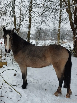 2 Stuten , Friese und Reitponymix