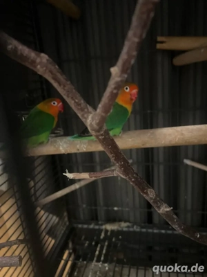 Pfirsichköpfchen (Agaporniden) 