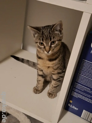 Europäisch Kurzhaar Katze aus Flaschenaufzucht