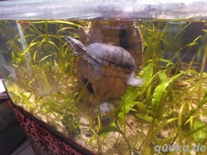 2 klein bleibende Wasserschildkröten