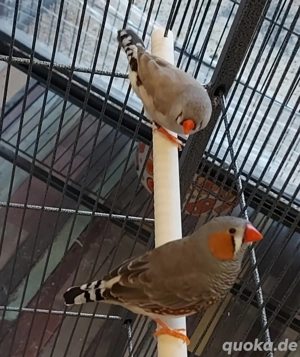 Zebrafinken Pärchen