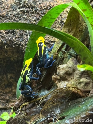 Pfeilgiftfrösche Dendrobaten