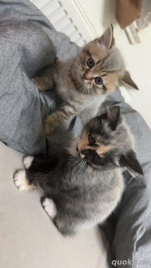 bkh zum verkaufen ^^