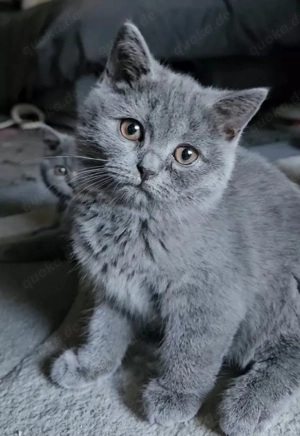 BKH Kitten (männlich, grau)