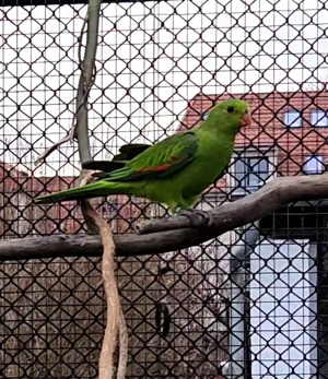 Rotflügelsittiche zu verkaufen