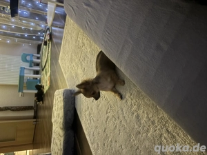 Chihuahua 4Monate Weibchen 