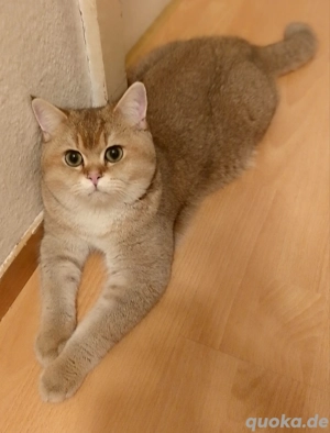 BKH Black Golden Chinchilla Junge