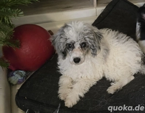 Zwergpudel Rüde merle