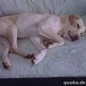 Rohdiamant Aya sucht ihr FÜR IMMER zuhause 