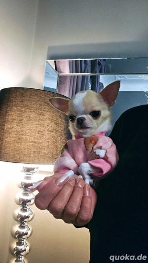 Teacup Chihuahua Hündin FCI